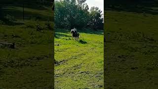 jumping with my haflinger mare Winnie🐎🥰 [upl. by Flatto]