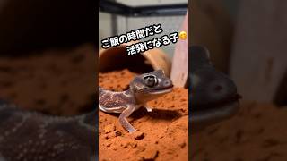 【NEXT９３３】ゆーちゃんねるTV 〜 ピルバラタマオヤモリ 〜ご飯を見ると凄い活発になって動いてくれるタマちゃん🥹💕〜 shorts 爬虫類動画 タマオヤモリ ペット おすすめ [upl. by Haukom381]