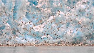 Einojuhani Rautavaara Concerto for Birds and Orchestra “Cantus Arcticus” Op 61 [upl. by Rye]