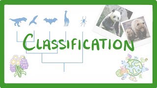 GCSE Biology  Classification 80 [upl. by Onihc]