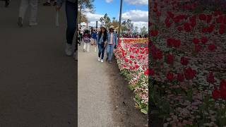 Floriade 2024 Canberra shortvideo shorts floriade floriadecanberra [upl. by Stiegler844]