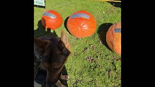 Virgil at Huntsburg pumpkin festival shorts [upl. by Kristofor]