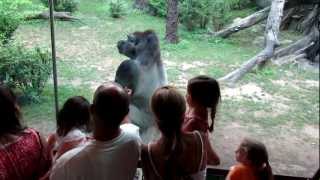 Silverback Poses for Photos at the Bronx Zoo [upl. by Hamid]