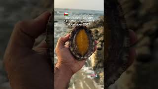 The abalone season in Dhofar Governorate November 2024 [upl. by Nossila]