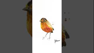 Antpitta 🪶 Bicolored antpitta Grallaria rufocinerea bird from Colombia watercolor bird [upl. by Katsuyama]