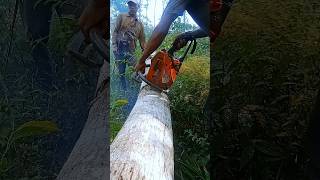 Cut the African tree round and longwoodwoodworkingshorts [upl. by Assirt123]