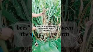 SUGARCANE plants nature trending [upl. by Eblehs]