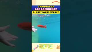 小男孩施展遛鱼绝技 抛出后 鱼自己游回男孩身边 鱼：我要在7秒内游回来 不然就忘记了 宠乐园 轻松一刻 动物 [upl. by Danyelle]