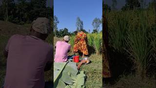 See what happened while working in the paddy field [upl. by Onida879]