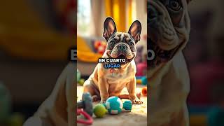 ¡Top 5 Razas de Perros 🐕perros animals cachorros mascotas beautiful [upl. by Sackville]