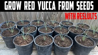 Grow Red Yucca From Seeds with Results [upl. by Gisela]