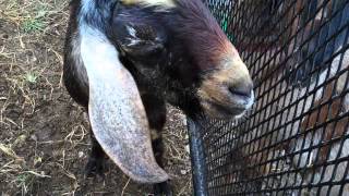 Talking Nubian Goat [upl. by Simpkins]