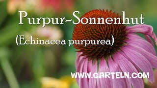 Echinacea purpurea Roter Sonnenhut im eigenen Garten [upl. by Nosliw416]