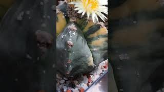 Astrophytum myriostigma variegated plants cactus [upl. by Aitret351]