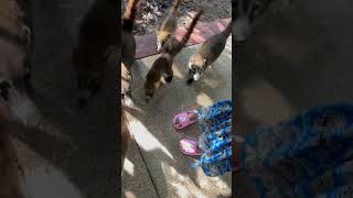 We got mobbed by coatis 🥹 [upl. by Thom]