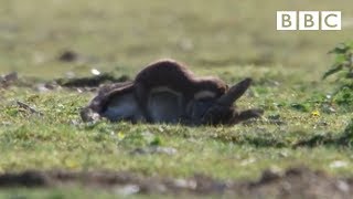 Stoat kills rabbit ten times its size  Life  BBC [upl. by Oren388]