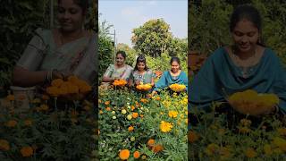 Marigold flowers harvesting బంతిపువ్వులు Mariegold mygarden gardening shortvideo ytshorts [upl. by Karin759]