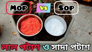 Sulphate of Potash Npk 0 0 50 Vs Muriate of Potash potassium chloride  লাল পটাশ ও সাদা পটাশ [upl. by Soloma]