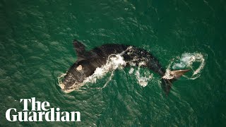 Breathtaking drone footage captures endangered southern right whales off NSW coast [upl. by Adley]