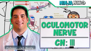 Neurology  Oculomotor Nerve Cranial Nerve III [upl. by Basso]