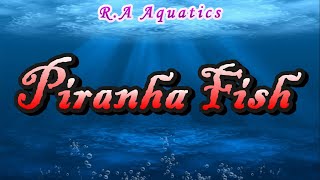 Piranha Fish  Piranha Fish Tank [upl. by Teyut134]