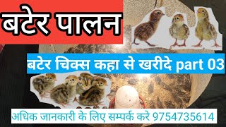 how to bater chicks purchase part 03  बटेर चिक्स कहा से खरीदे पार्ट 03 bater baterfarming bird [upl. by Ahseit392]