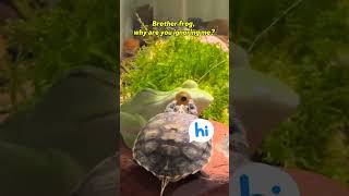 tortoise turtlelove turtlelover turtoise turtle animals pets tortoiselove puppy explore [upl. by Nodnnarb]