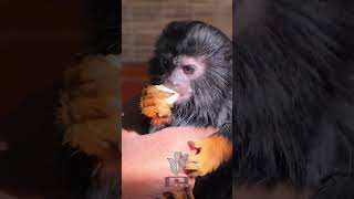 Red Handed Tamarins of PN Farm House 🐒2 [upl. by Neelcaj165]