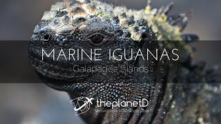 Amazing Marine Iguanas Feeding Underwater in Galapagos Islands [upl. by Dorraj]