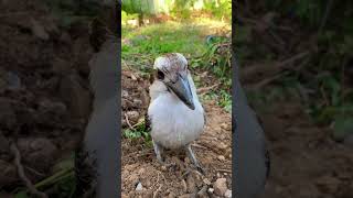 What A Cutie Kookaburra Gold Coast Australia 🥰🥰 [upl. by Neelyahs461]