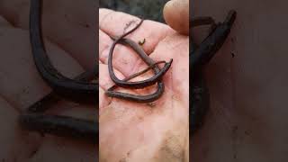 pipefish seafishinguk fishingmethods shorefishinguk fishingtechniques [upl. by Ahsetel174]