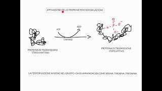 CORSO DI BIOLOGIA CELLULARE 1  LEZIONE 4 DI 23  RECETTORI DI MEMBRANA  PARTE 1 [upl. by Trimble]