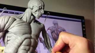 How to Sculpt Ecorche Hercules  Part 60 Left Coracobrachialis  Bicep Brachii [upl. by Candy]