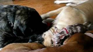 Dogfight Two English Mastiffs totaling 400 lbs vs One 3 lb Chihuahua [upl. by Goldshlag]