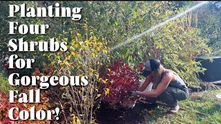 Planting Four Shrubs for Gorgeous Fall Color [upl. by Elicec24]