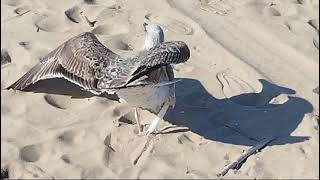 Il gabbiano sulla spiaggia Nord di Termoli [upl. by Nostaw]