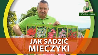 Jak sadzić mieczyki  Z PLANTĄ W OGRODZIE [upl. by Arette]