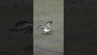 Sanderling shorts birdspotting shorebirds birds [upl. by Ahsinelg501]