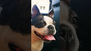 Baby boston bonkers music love dogs funny [upl. by Deehahs]