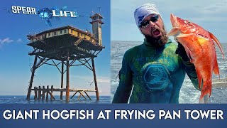 Frying Pan Tower is a SPEARFISHERMANS DREAM [upl. by Anahahs]