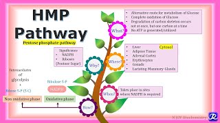 17 HMP pathway  Carbohydrate metabolism  Biochemistry  NJOY Biochemistry [upl. by Hirasuna647]