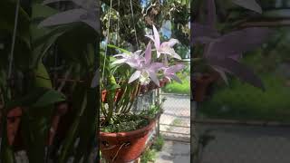 Laelia Anceps var Concolor quotMoon Lightquot orchid Bc [upl. by Eednac]