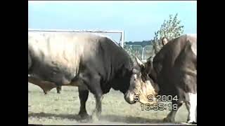 Bullfighting KORIDA NAJBOLJE BORBE 2004 PART 1 [upl. by Jonna]