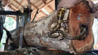 Thrilling to death  Sawing teak wood predator nest [upl. by Laehcar]