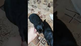 Yorkshire Terrier puppies at 1 month [upl. by Erroll]