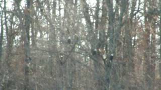 Eagles Near Gravette 122808 [upl. by Brookes115]