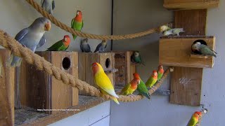 LOVEBIRD TV Peachfaced Lovebirds Aviary  Saturday Morning April 16th 2022 [upl. by Airetahs]