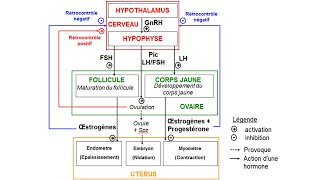 eSVT Schéma fonctionnel de la production dhormones chez la femme [upl. by Ahsenot]