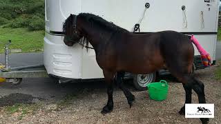 Lightning the Dartmoor Pony stallion wins championship at the Moorland Show [upl. by Griffiths]