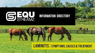 LAMINITIS IN HORSES  SYMPTOMS CAUSES amp TREATMENT  EQU StreamZ Information Directory [upl. by Alekram]